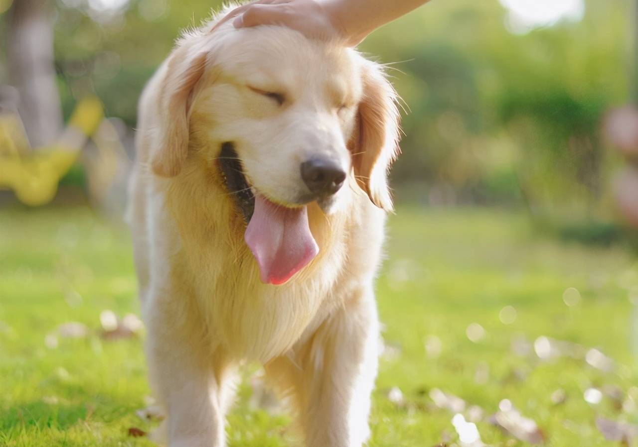 原来狗狗绝育有这么多好处,一大半你都不知道