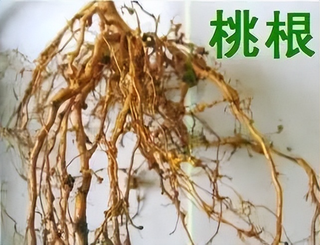 桃胶有什么用怎样吃,桃胶有什么用处能美白吗