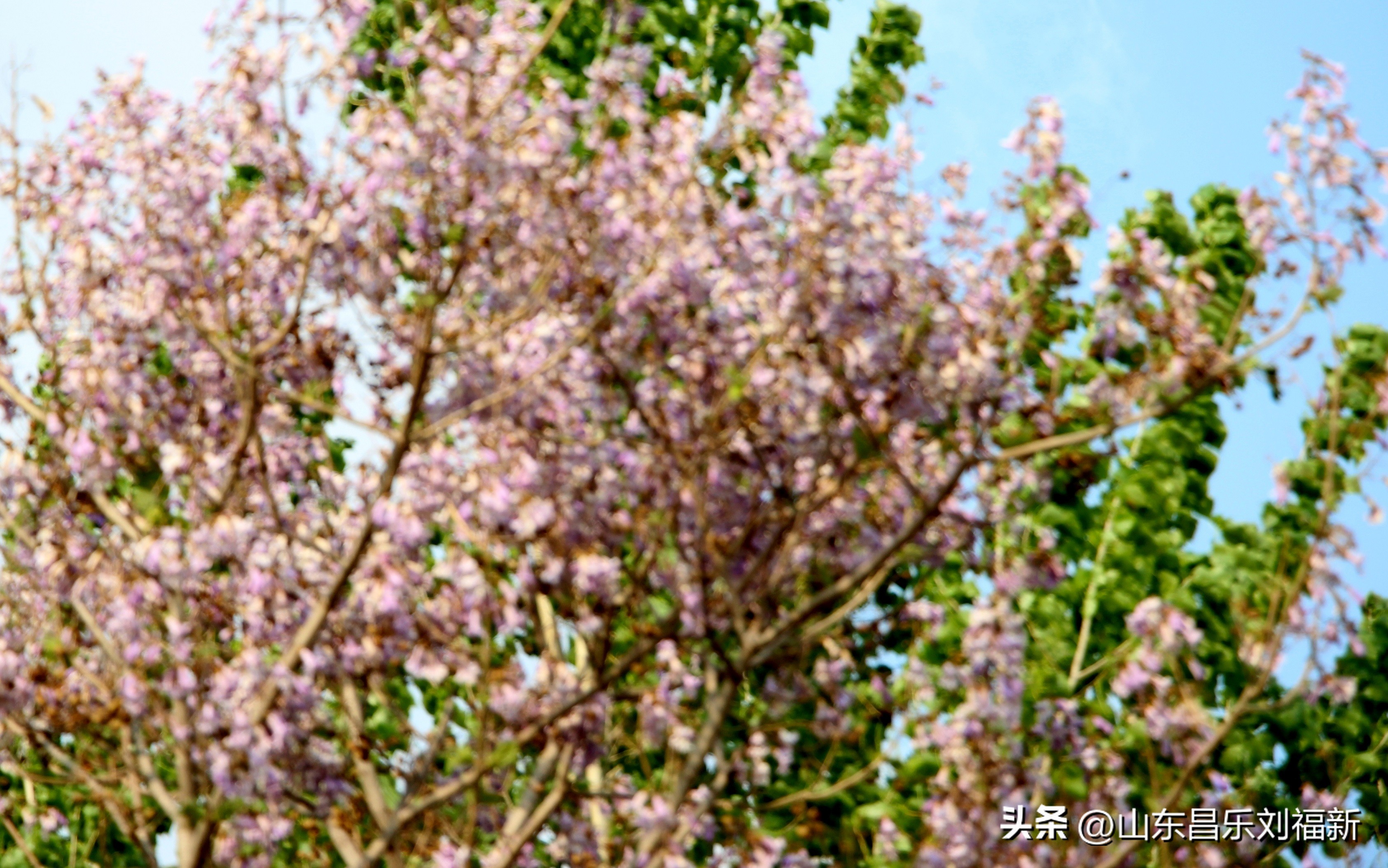 洋槐花·万马奔腾电器·鄌郚医院贴膏药