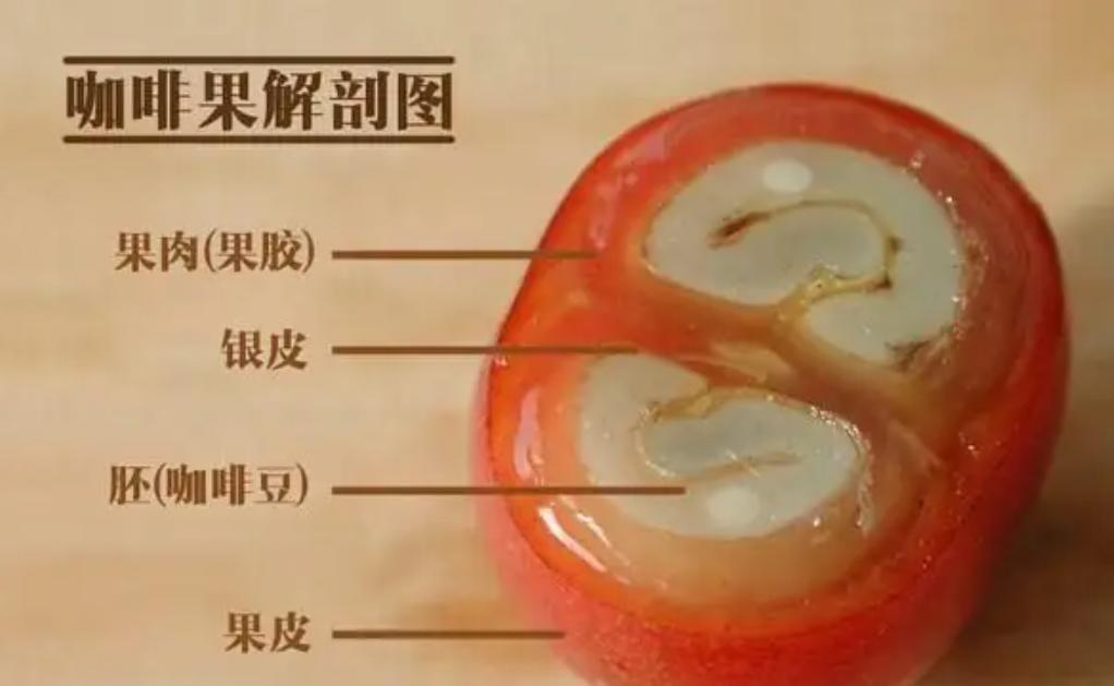 超全的咖啡豆选购指南，意式咖啡豆、手冲咖啡豆推荐攻略