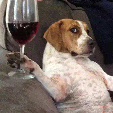 狗狗可以喝藿香正气水吗,狗狗绝不能喝的几种水