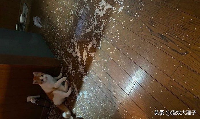 出差5天猫猫可以自己在家吗,出差3天猫猫在家放多少猫粮合适