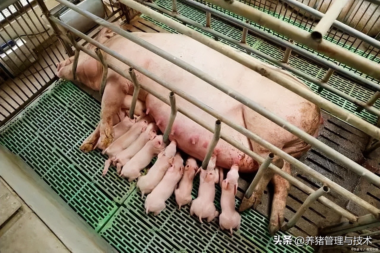 规模化猪场产房生产管理细节与技术