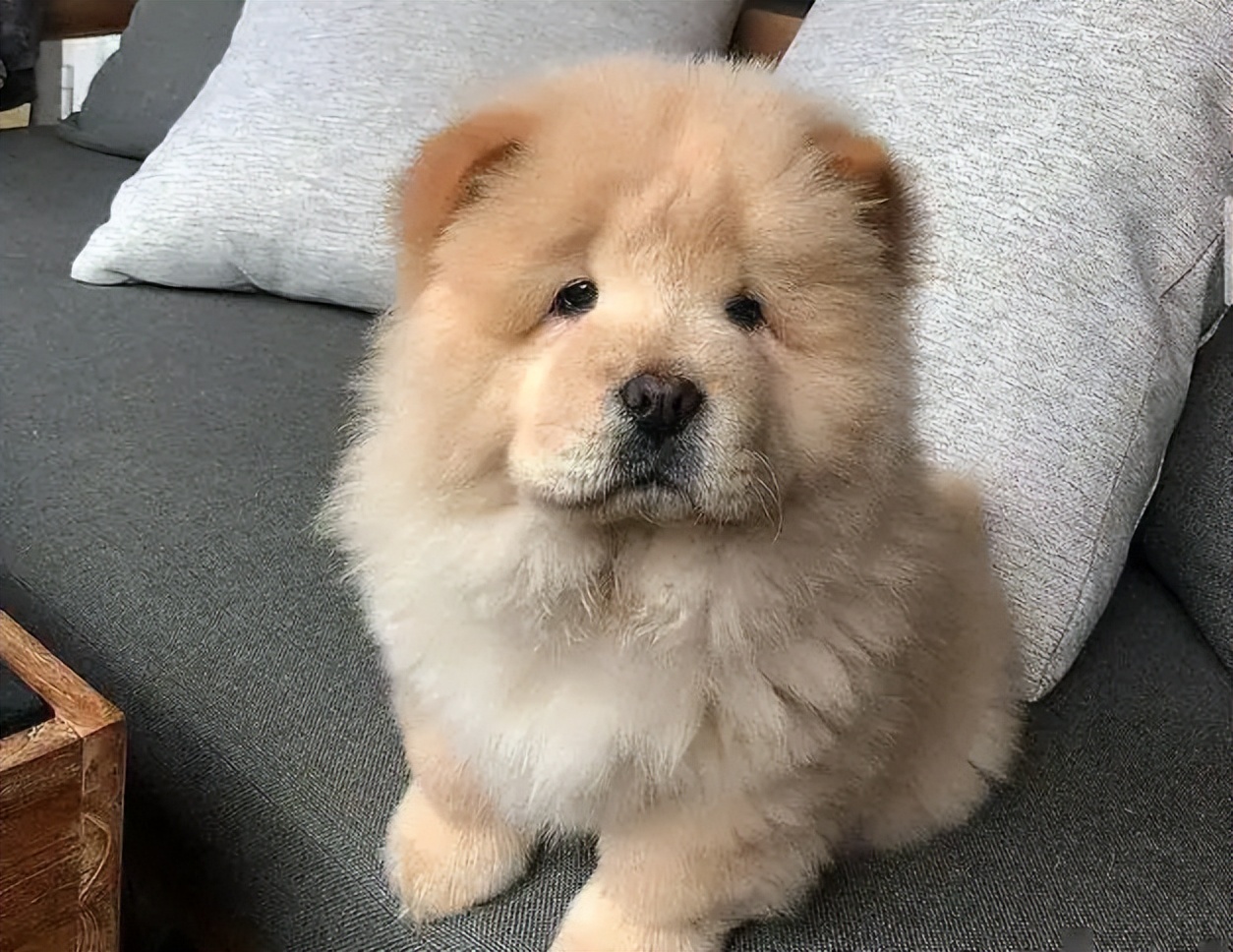 松狮犬不吃饭只喝水什么病,松狮犬经常呕吐是什么原因