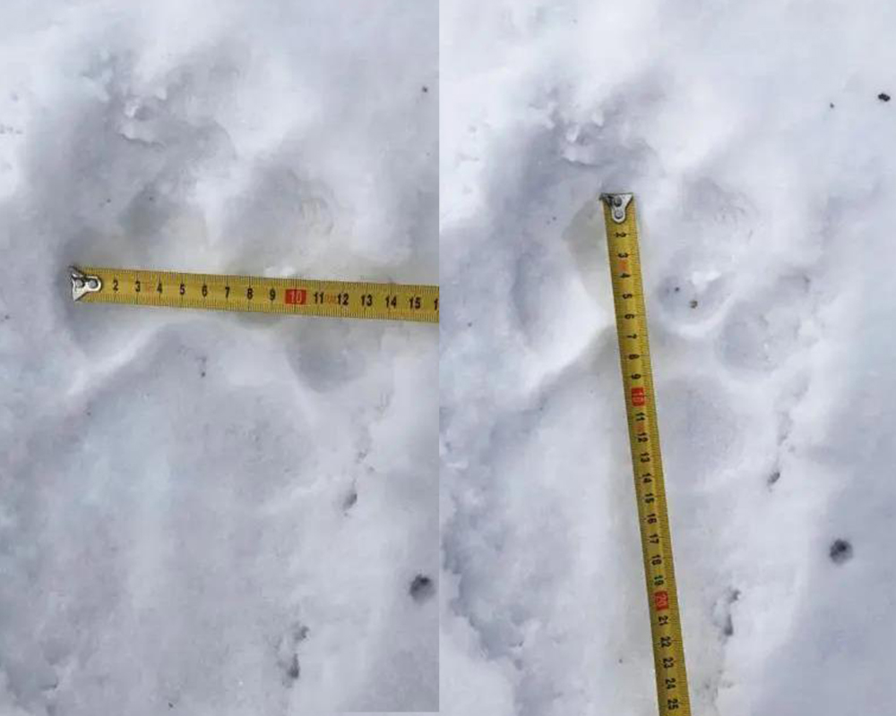 黑龙江黄牛被咬死,黑龙江黄牛被黑熊袭击事件