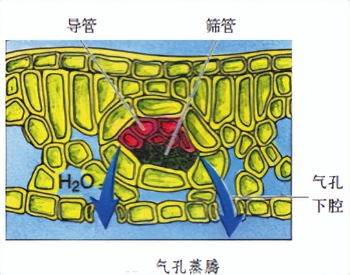 科学知识大全小学生必背,科学知识大全全集