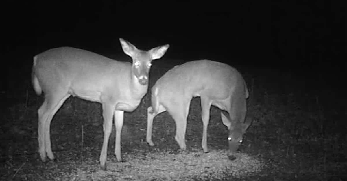 为什么马断了腿必须死,为什么马的腿一旦骨折会死呢