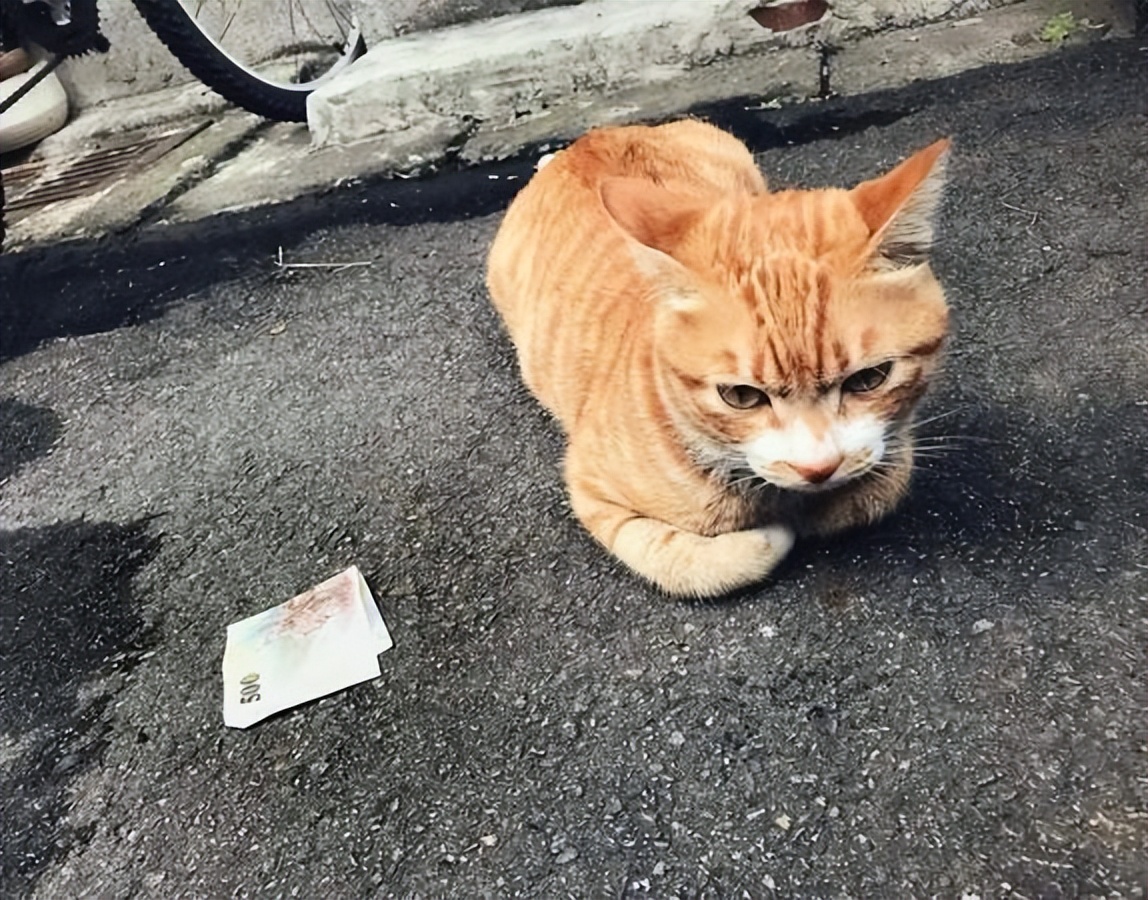 老人常说的招财猫,招财猫的寓意与风水禁忌