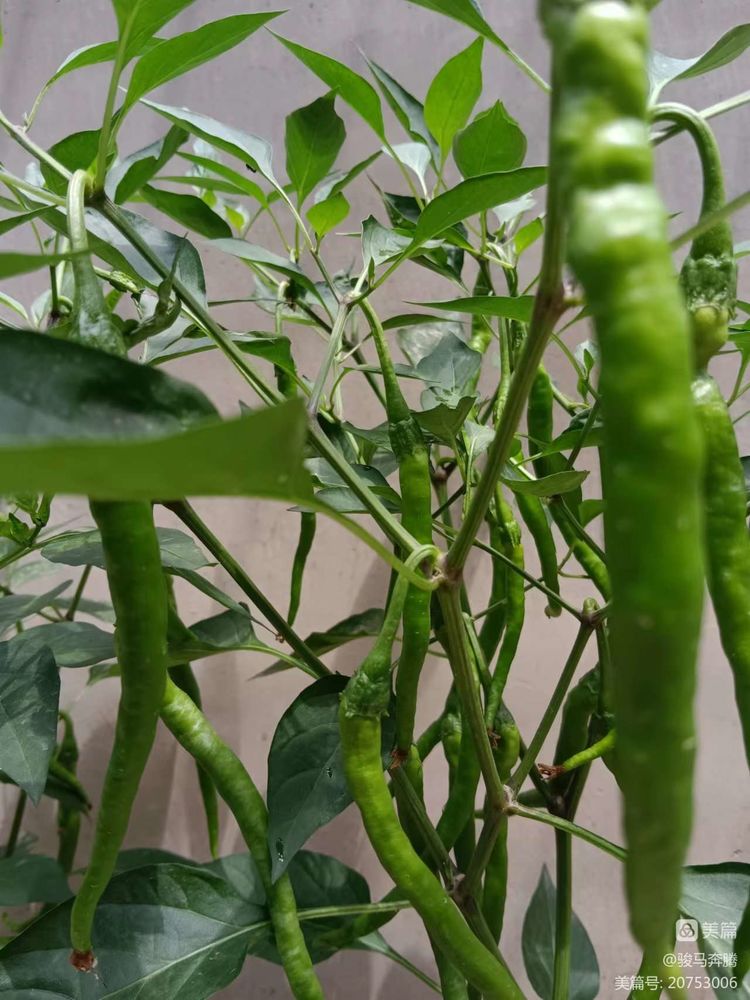 「山东老干部诗词雅阁群」特刊，主题：为张国贤老师盆栽辣椒题照