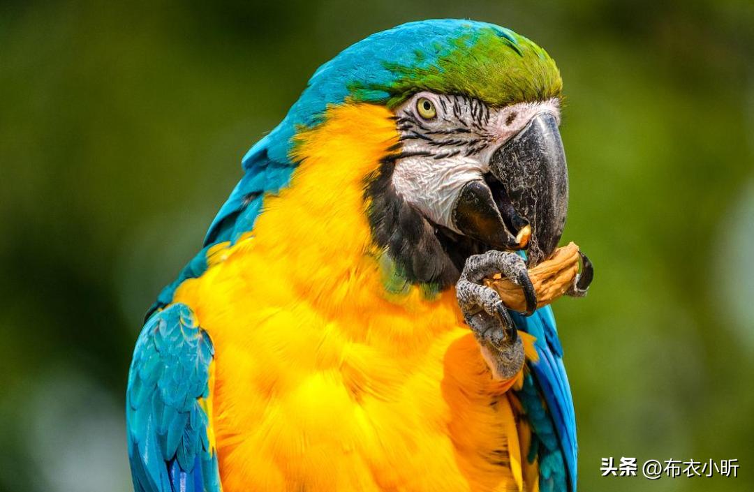 蓝黄金刚鹦鹉优缺点,千万别养蓝猫