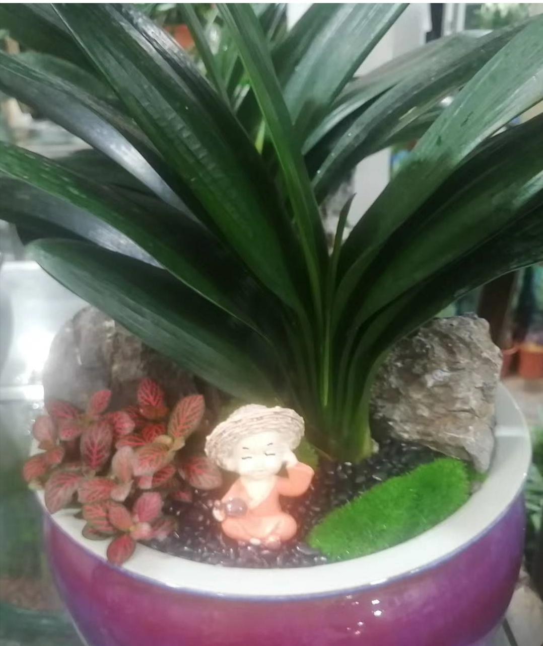 种花浇水20天盆没干能浇水吗,室内种花浇水不漏水