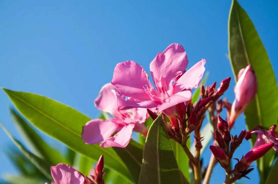 小雨催花,夹竹桃诗句和优美句子