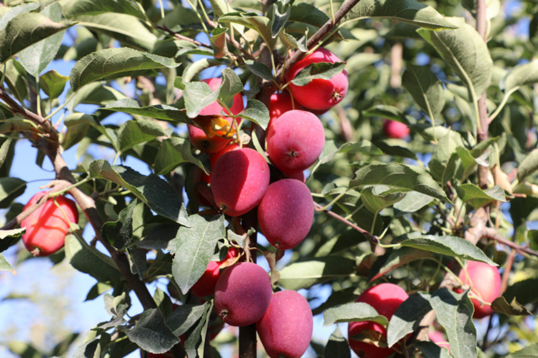 好“丰”景丨*疆新**兵团四师：特色水果俏市场