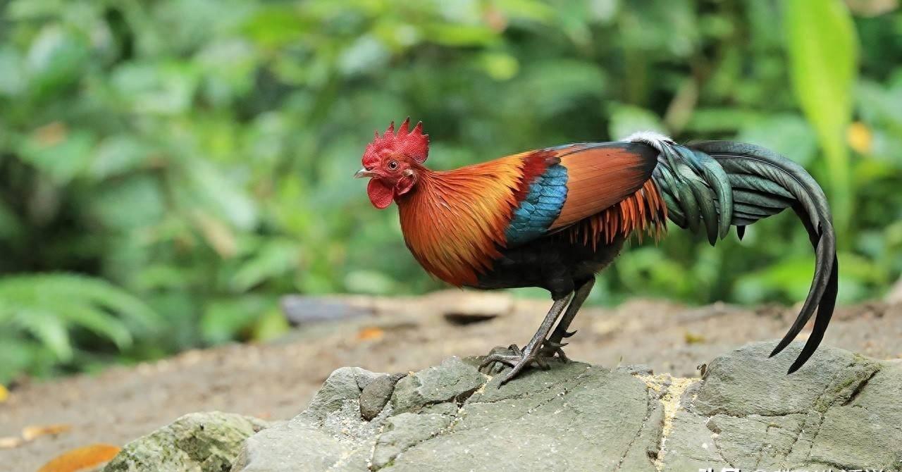 神奇的公鸡产卵,神奇公鸡