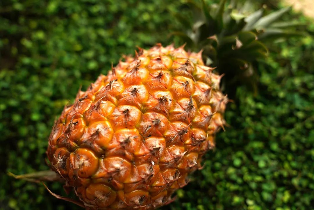 现在为什么菠萝很少凤梨很多,市场上的菠萝和凤梨怎么区分