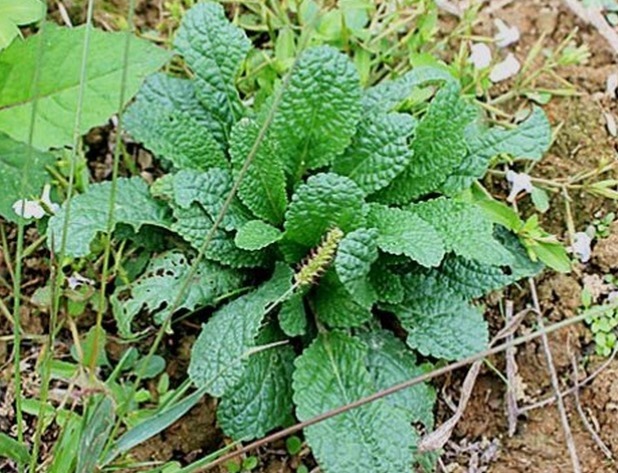 有一种草药叶子像癞蛤蟆皮一样,叶子像癞蛤蟆的植物