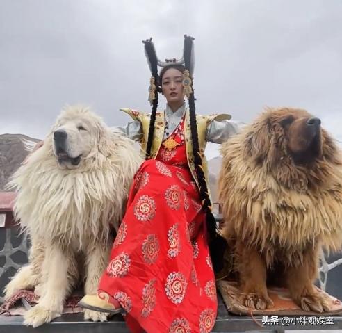 冬虫夏草做嫁妆,冬虫夏草当零食吃的