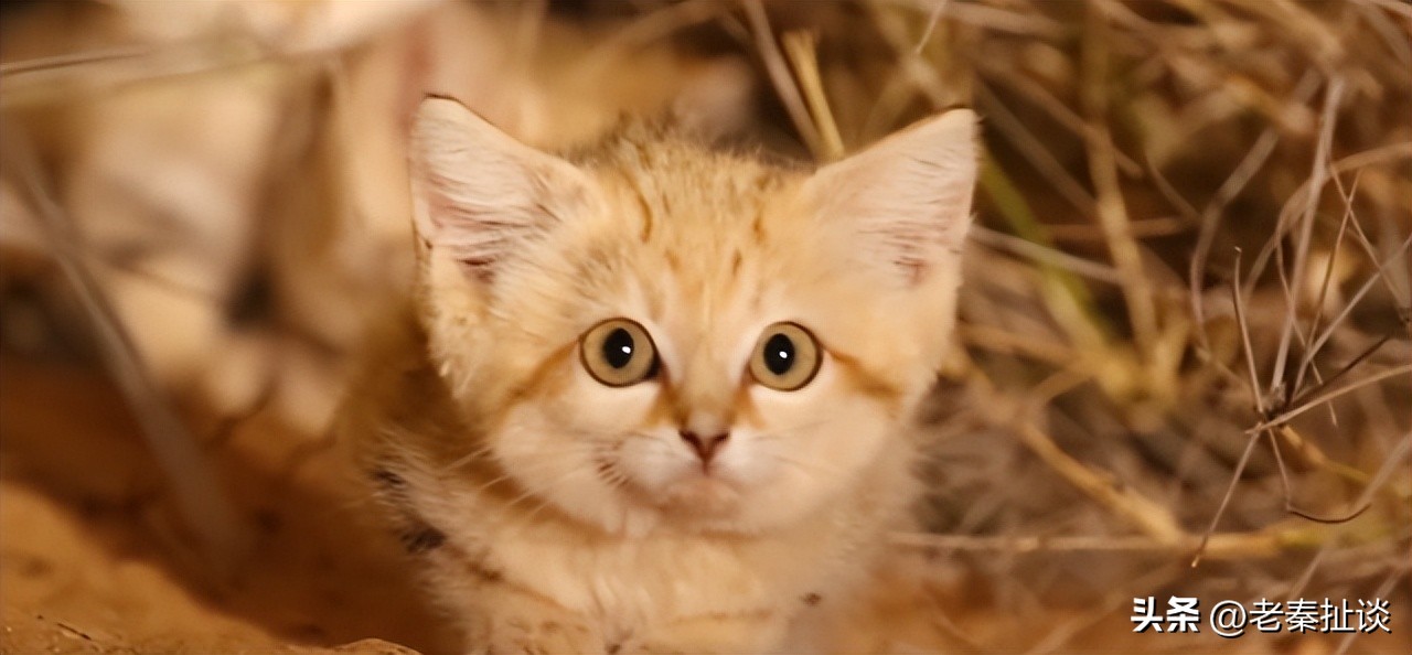 世界上最便宜的猫是什么品种,世界贵的10种猫的排名