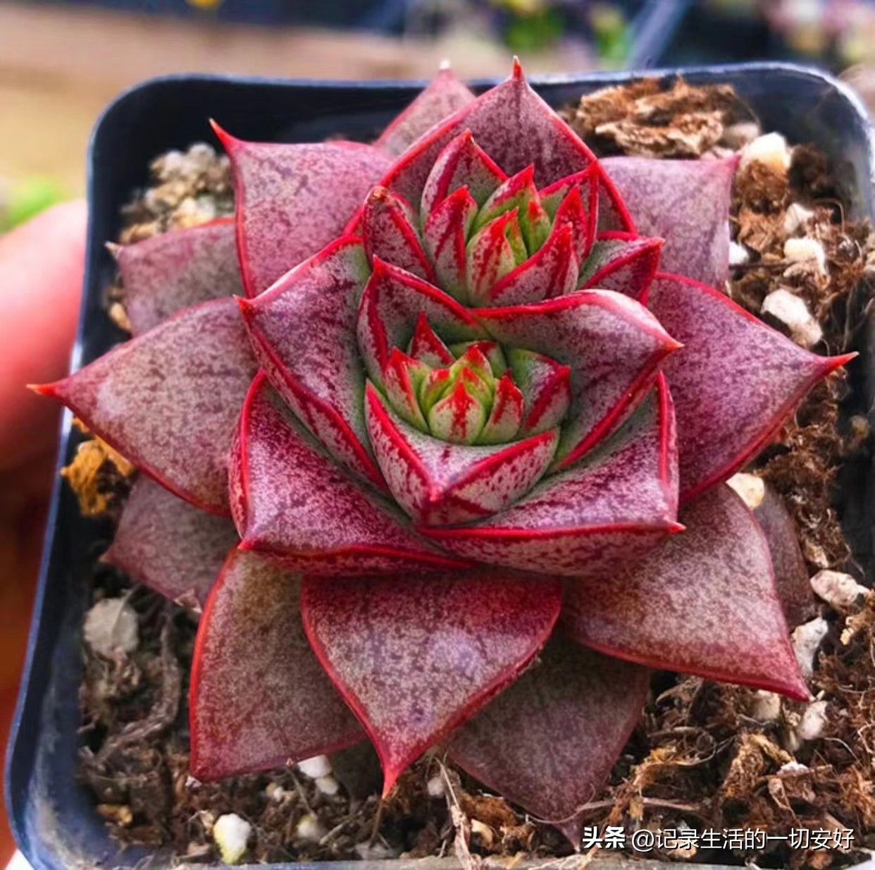 十二星座相对应的多肉,12星座守护多肉