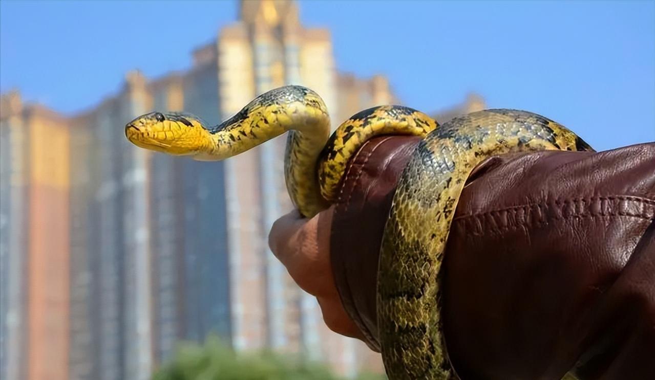 为什么打蛇要打七寸,打蛇七寸的七寸是指哪里