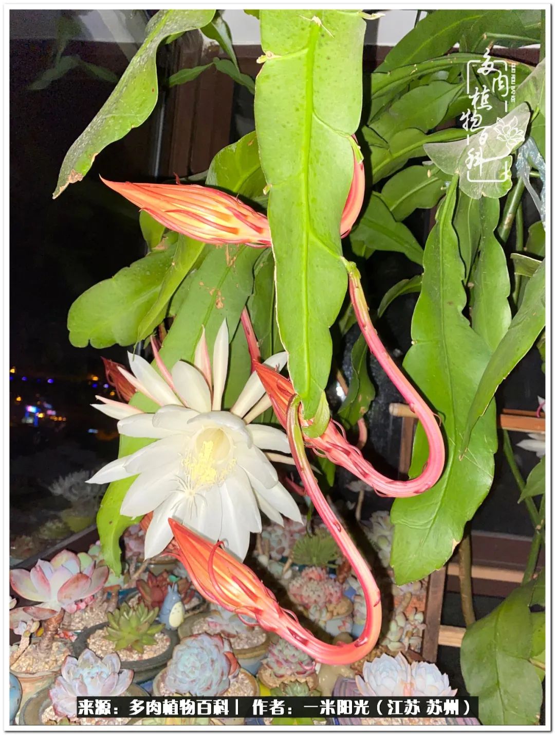 幸福就是珍惜当下所拥有的,珍惜当下所拥有的才是幸福的