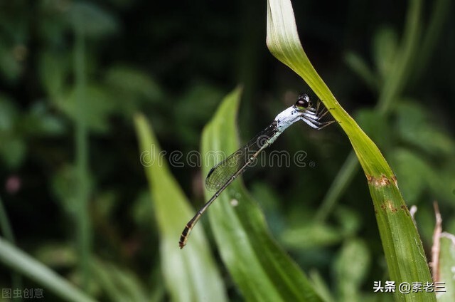女作家去做保姆441集,女作家去做保姆最新篇441