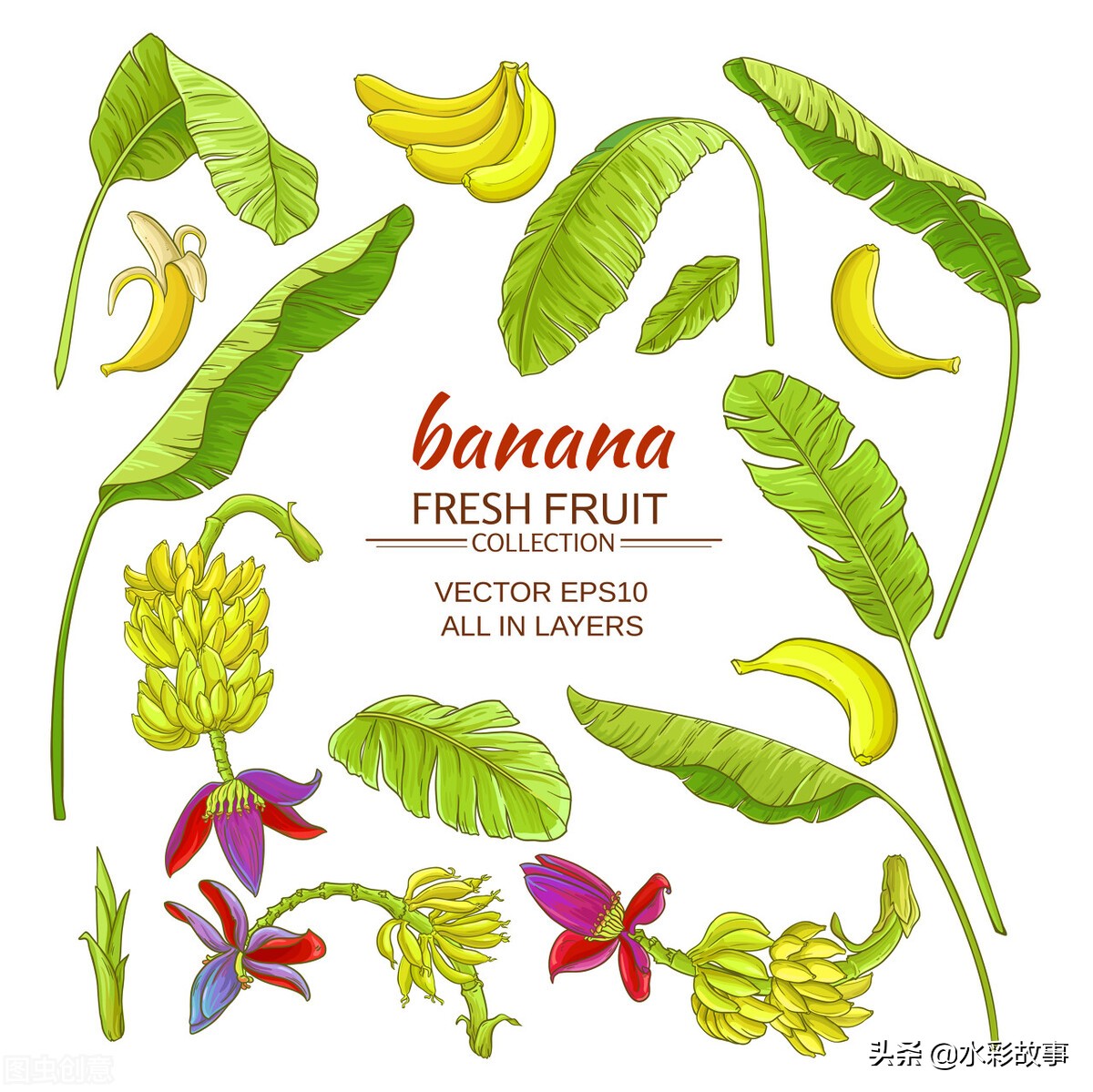 香蕉banana是啥,香蕉banana的由来