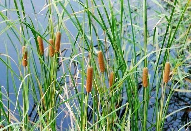 【丝路诗刊】芳闻诗歌《水烛》