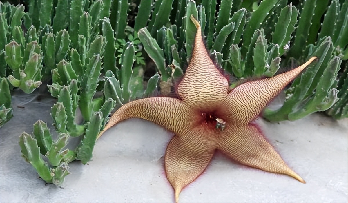 6种“霸王花”，开出来比脸盘大，许多人连见都没见过