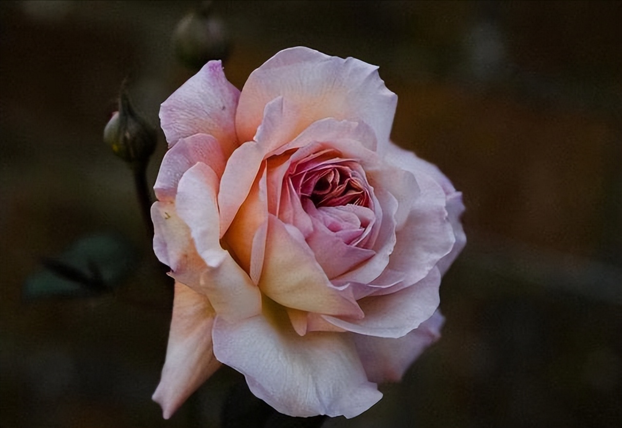 已婚男人遇到红颜知己怎么办,一个已婚男人遇到红颜知己的变化