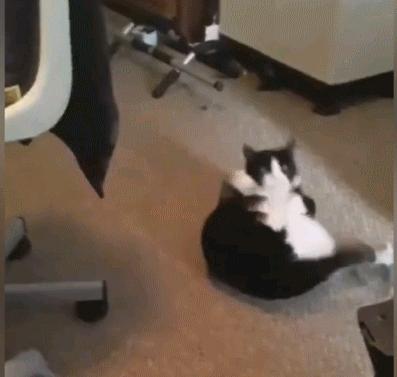 颜值超高的中华田园猫大科普,颜值爆表的8种中华田园猫