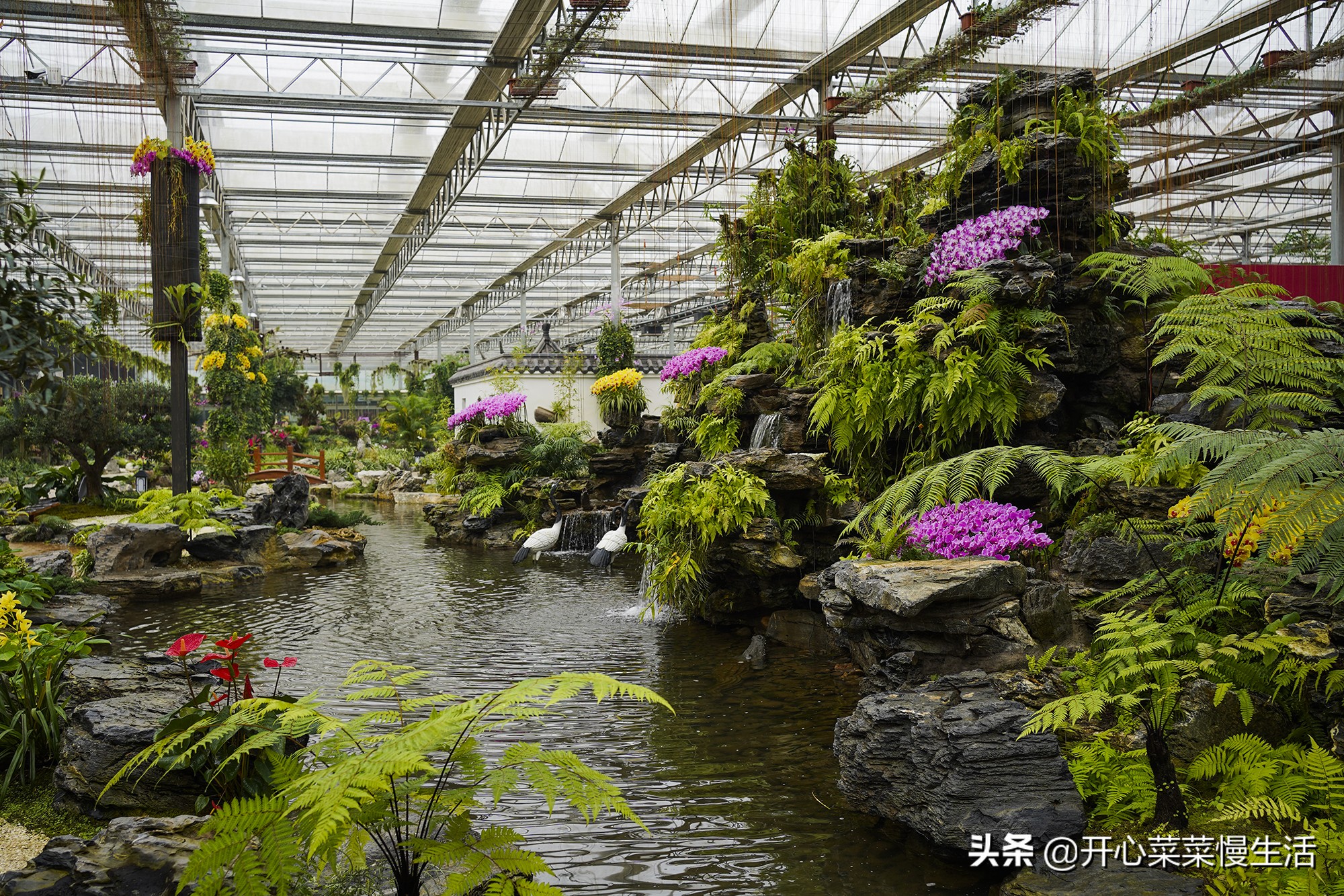 广东兰花第一县,中国最漂亮的兰花小镇