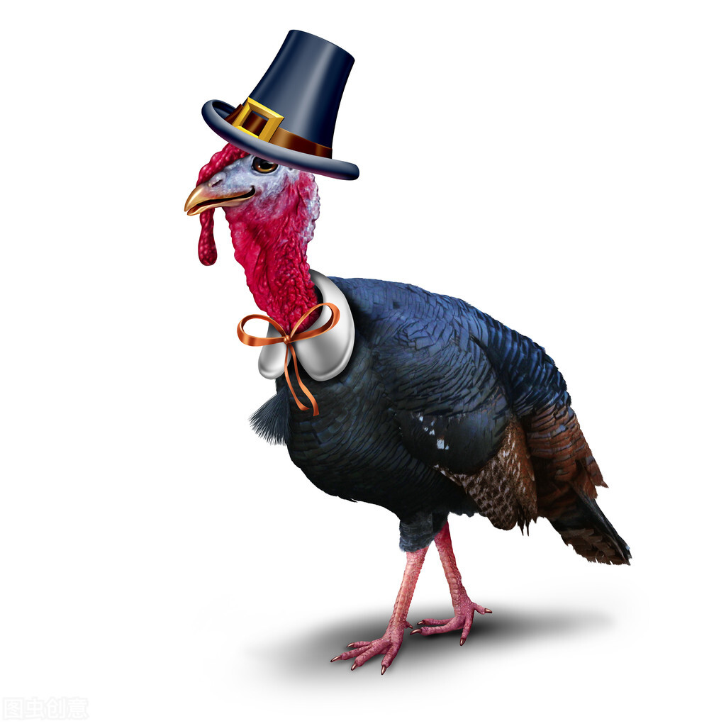 火鸡的一个疾病——火鸡霉形体感染的兽医知识