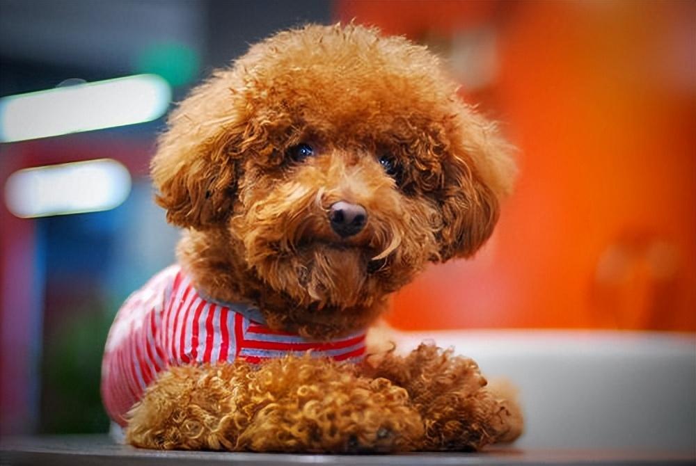 最好看的狗狗金毛,盘点最礼貌的狗狗金毛