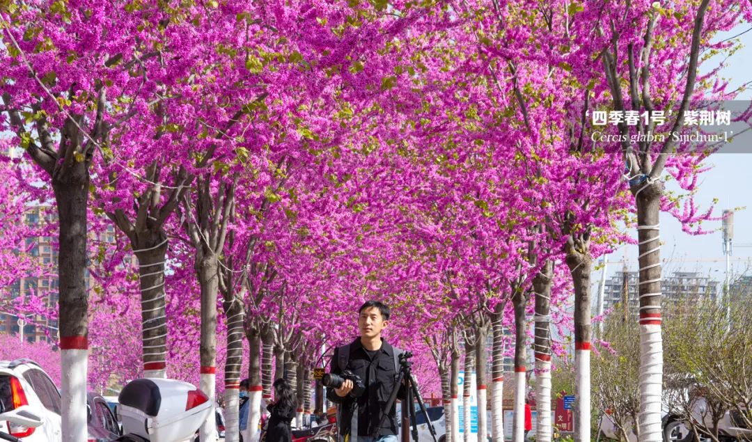 世上最美的林荫大道,欣赏一下美丽的林荫大道