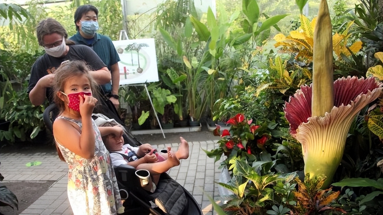 尸香魔芋生长全过程,昆明有尸香魔芋么