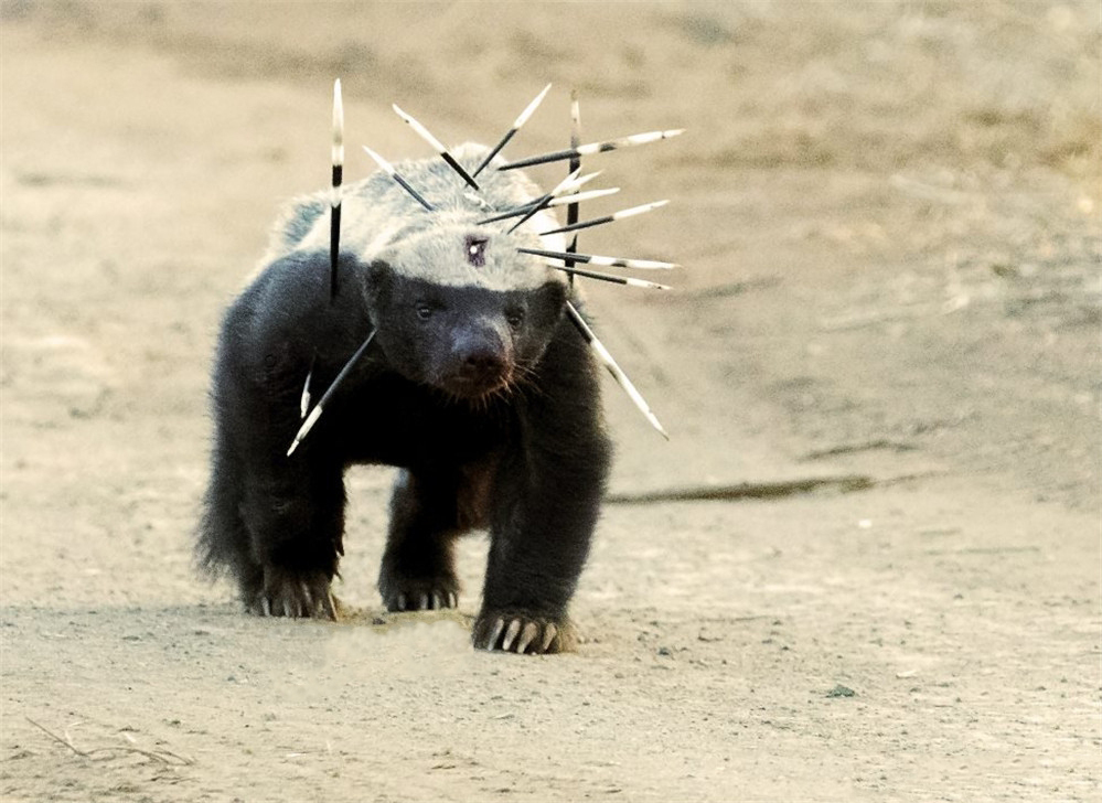 非洲“平头哥”蜜獾有多强?我来告诉你