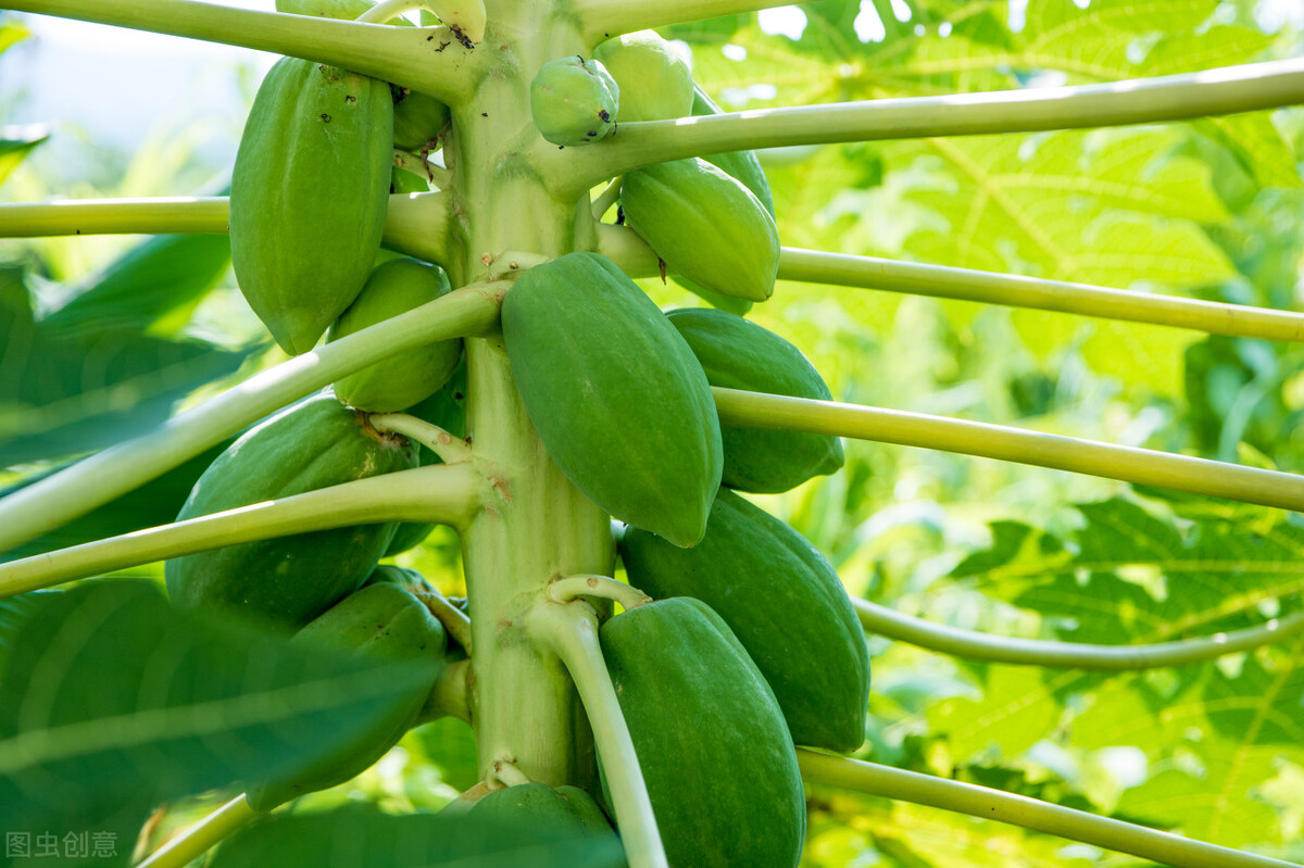 每日冷知识全集,每日冷知识100条