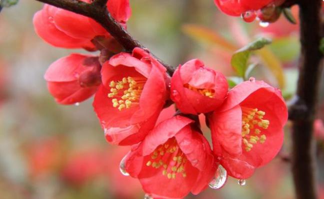 清明节诗词,清明节诗词及讲解