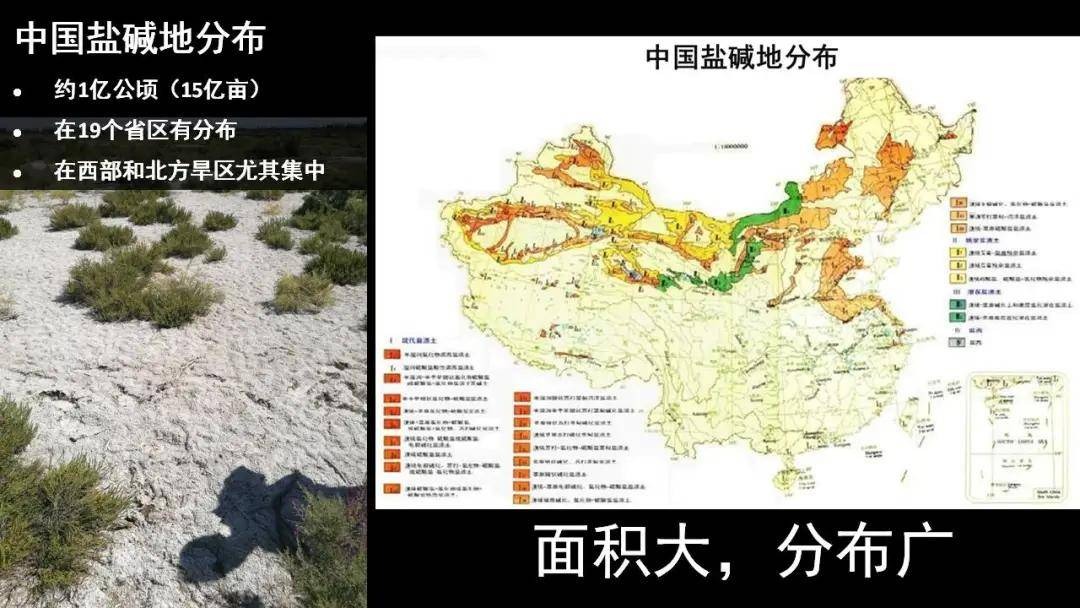 种植海水稻有什么好处,海水稻好吃还是难吃