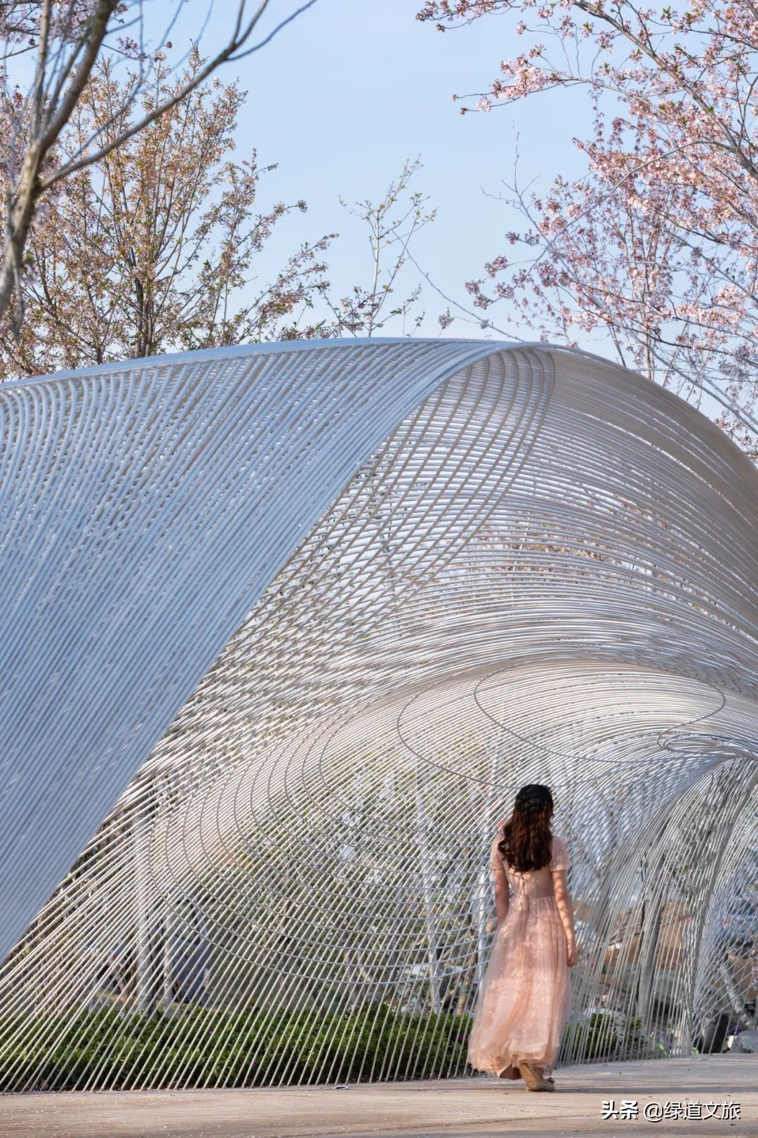 樱花树下的约定字体设计,樱花树下的约定完美国度