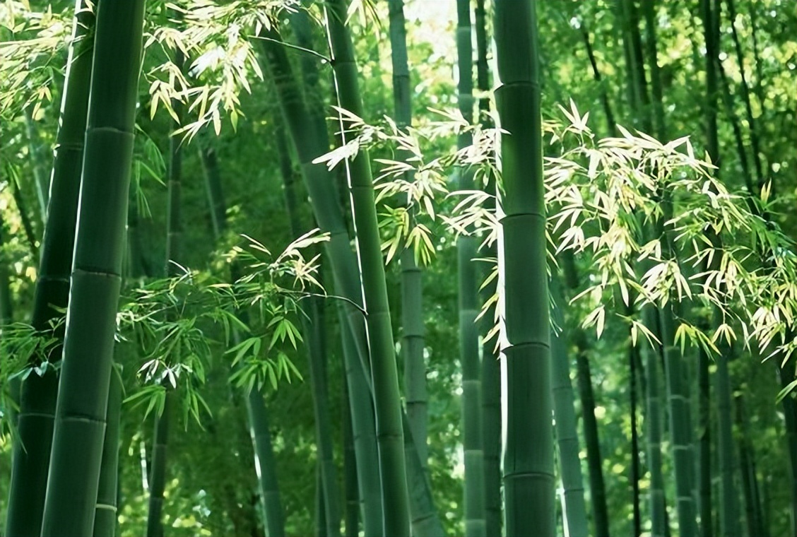 关于金榜题名的诗句古诗词,金榜题名藏头诗大全