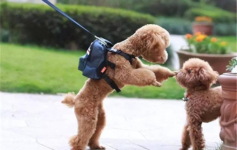 泰迪不听话怎么养,泰迪的十大不养的原因