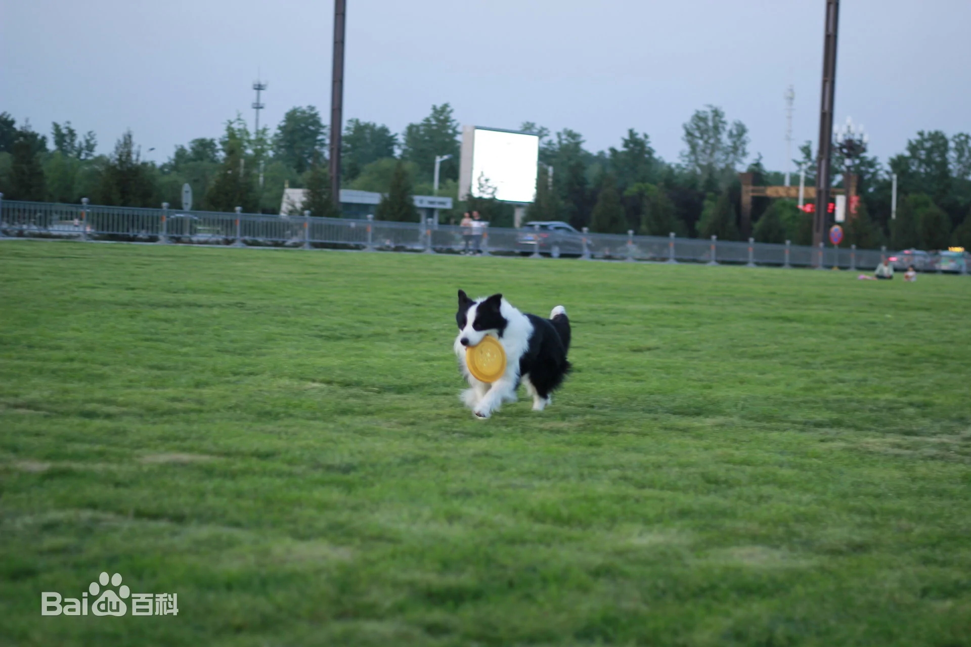狗边境牧羊犬,边境牧羊犬训练的方法
