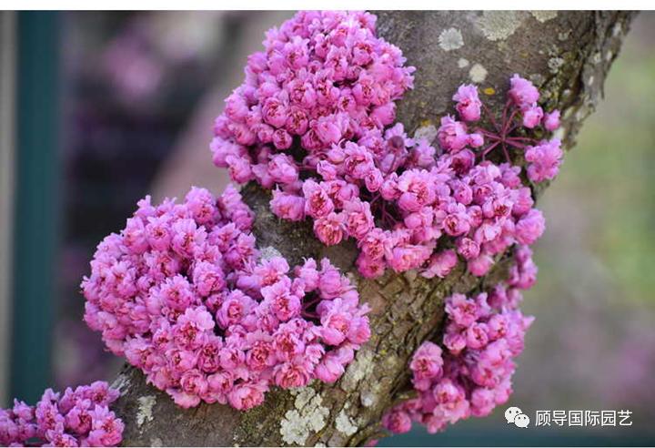 南方人爱不够的紫荆花，北方人懵了：“这哪儿是紫荆花啊？”