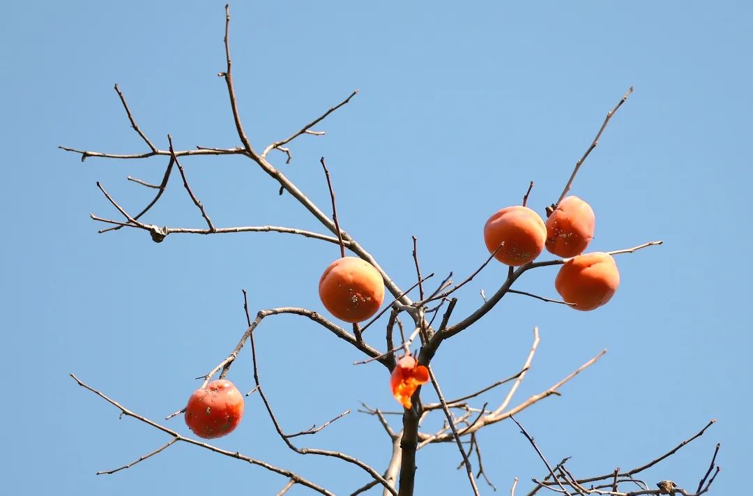 一起摘柿子,霜降人摘柿子的图片