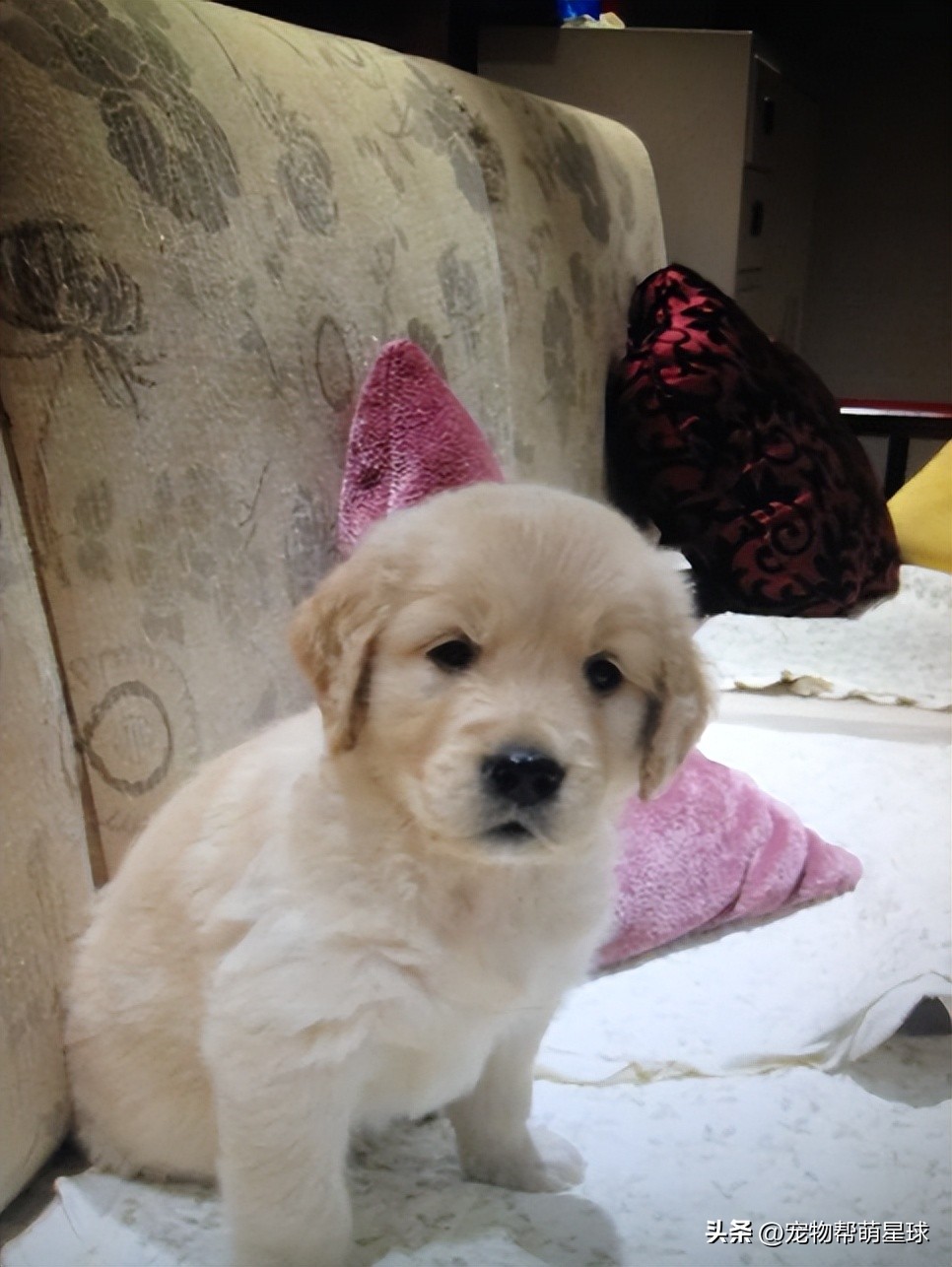 当你不见了宠物该怎么办,宠物不在了伤心怎么办