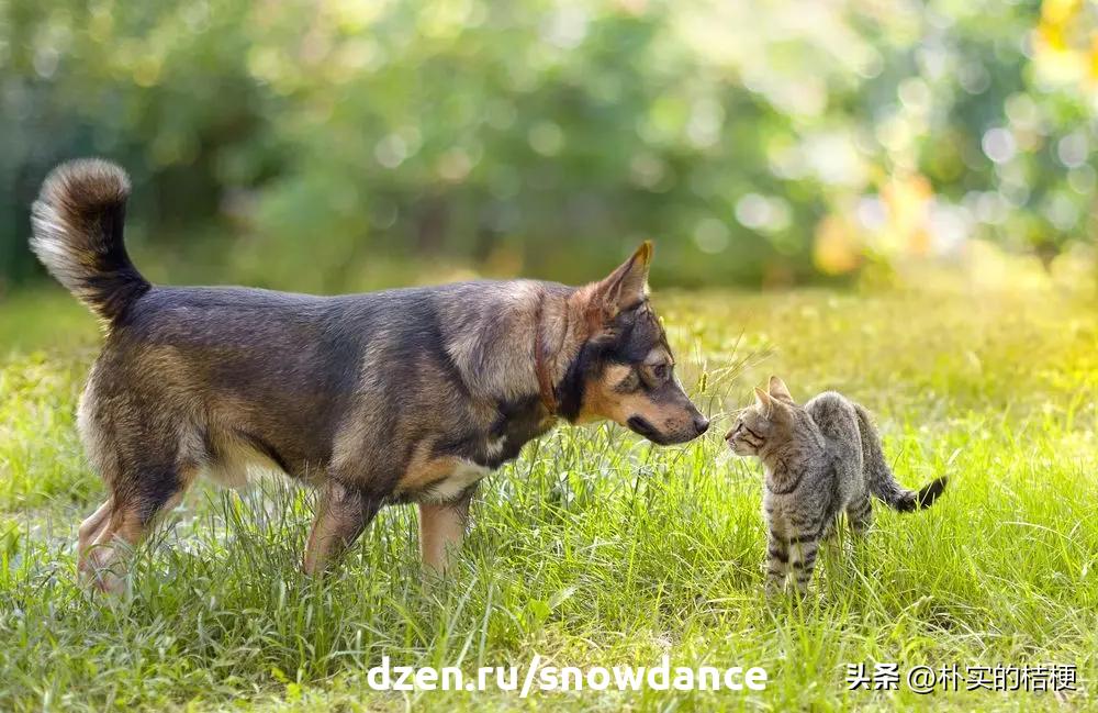 恐惧猫,猫恐惧的声音