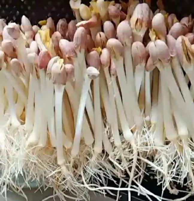 怎么发花生芽又粗又好吃,精品花生芽如何吃