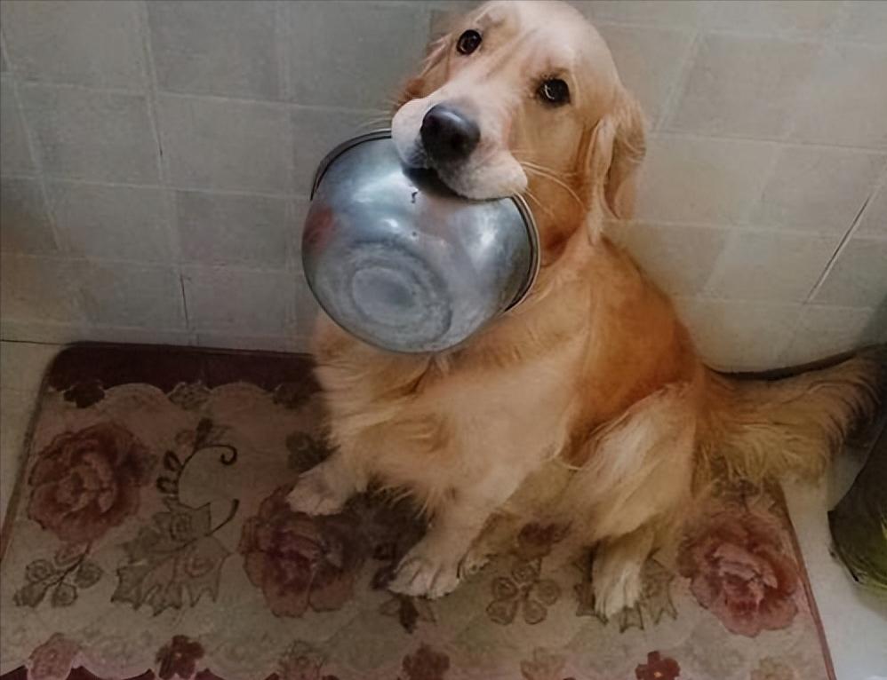 如何应对很凶的狗,遇到凶狗的正确方法